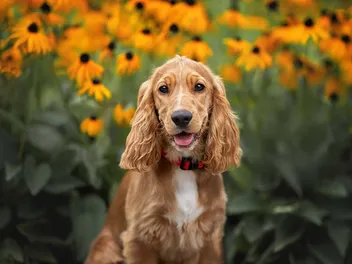 7 Great Cocker Spaniel Haircuts You Can Try Today (With Pictures)