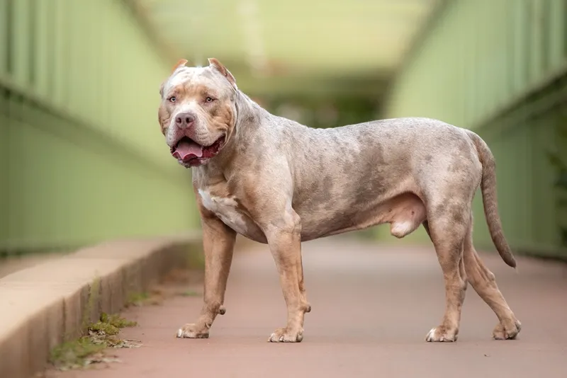 an american XL bully dog standing outdoors