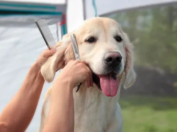 2 Adorable Golden Retriever Haircuts (With Pictures)