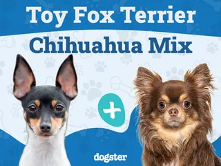 Taco Terrier (Chihuahua & Toy Fox Terrier Mix): Info, Pictures, Care & More