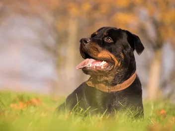 What Were Rottweilers Bred For? History & Origin Explained