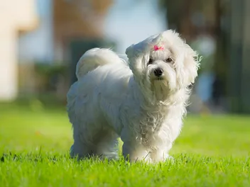 What Were Maltese Bred For? History & Breed Info