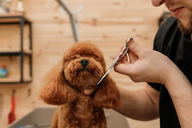11 Low-Maintenance Poodle Cuts (With Info & Pictures)