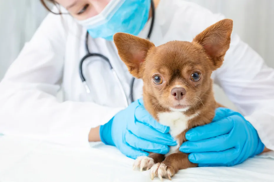 veterinarian examines a chihuahua puppy