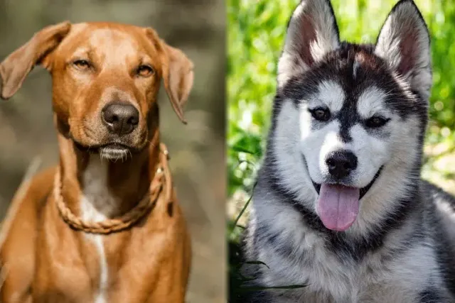 Rhodesian Husky Mix Breed: Info, Pictures, Care Guide & More