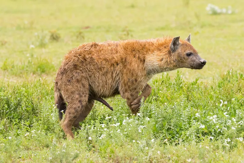 side profile of a female hyena in the wild