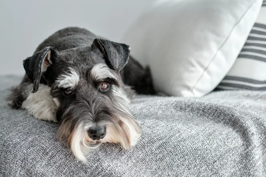 Miniature Schnauzer on the couch