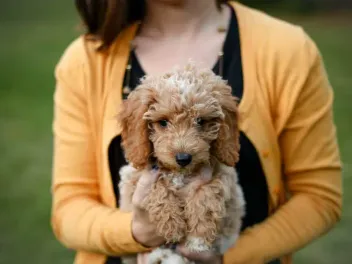 Are Goldendoodles Prone to Sensitive Stomachs? Vet-Approved Facts & Explanation