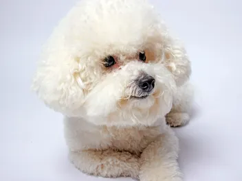 15 Adorable Bichon Frise Haircuts (With Pictures)