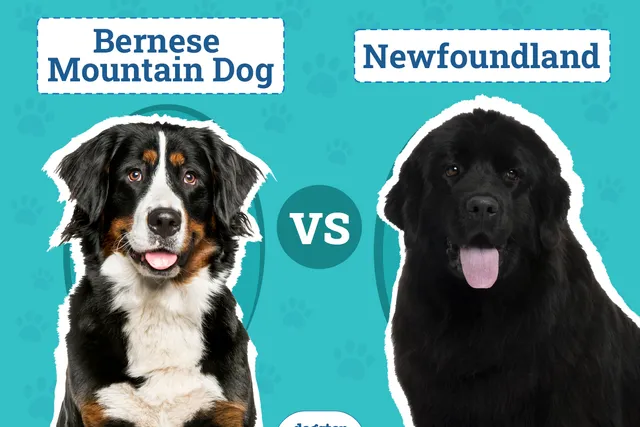 Bernese Mountain Dog vs Newfoundland - Which Should I Choose?