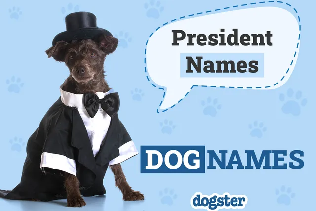 28 President Dog Names: All the Famous Presidents’ Pups