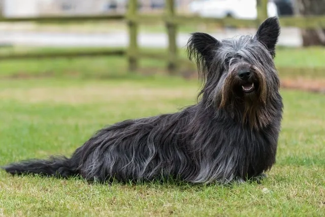 Skye Terrier Dog Breed: Info, Pictures, Facts & Traits