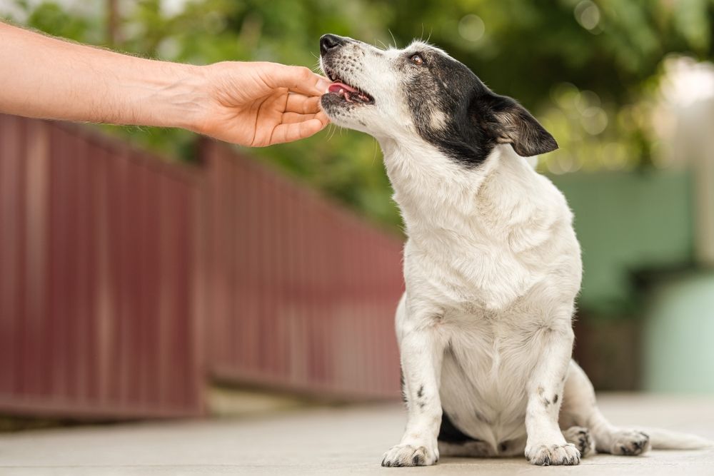 Man giving pill to dog