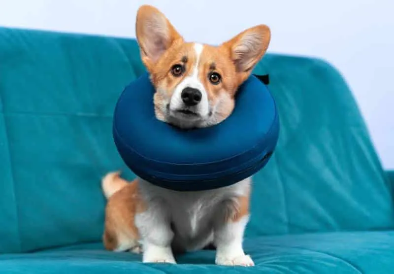 corgi with protective inflatable collar around its neck