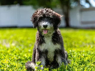 How Much Do Bernedoodles Cost? 2026 Price Guide