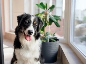 Can Australian Shepherds Live in an Apartment? Facts & Care Tips