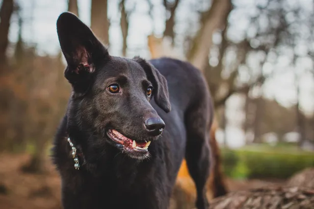5 Sounds Only Dogs Can Hear: Vet-Analyzed Canine Hearing Range