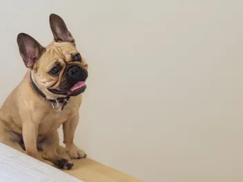 Can French Bulldogs Go Up & Down Stairs? Our Vet Answers