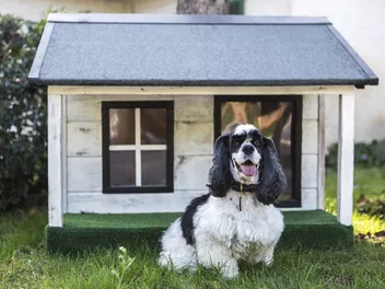 10 Best Modern Dog Houses in 2026 – Reviews & Top Picks