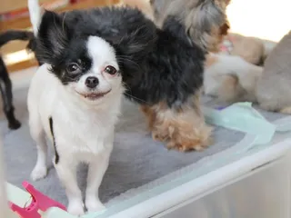 Chin-Wa (Japanese Chin & Chihuahua Mix): Info, Pictures, Care & More
