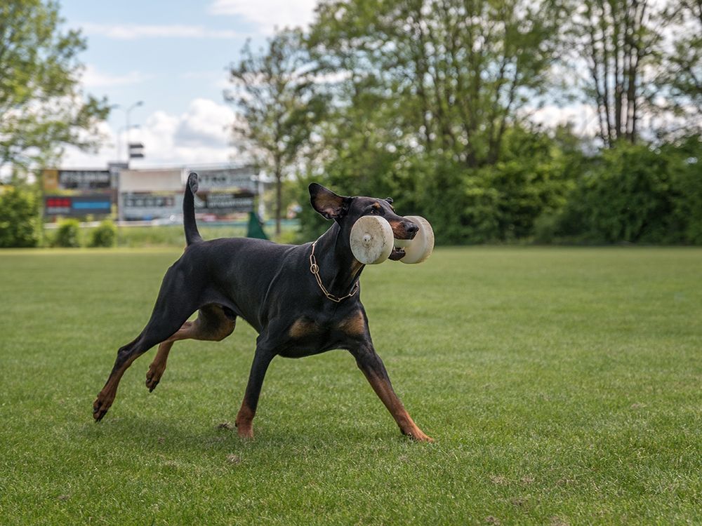 Doberman dog training for schutzhund
