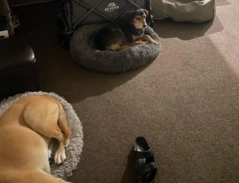 Rosa taking claim of Mac's bed again on New Year's Eve