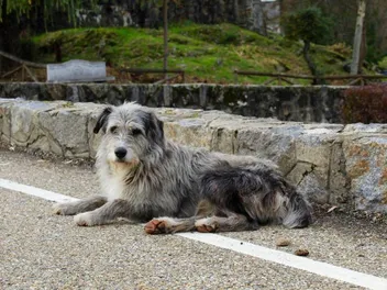 How to Make an Outside Dog an Inside Dog: 10 Tips to Follow