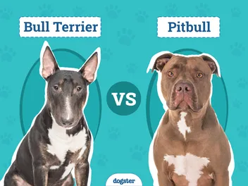Bull Terrier vs Pitbull: Main Differences (With Pictures)