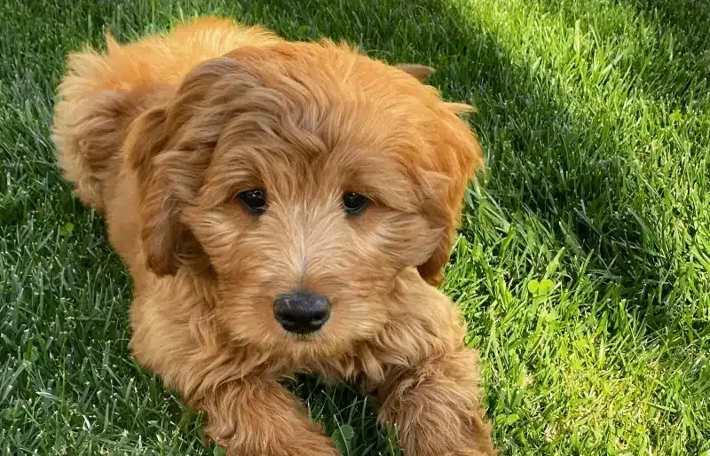 female medium moyen F2b goldendoodle puppy on the grass