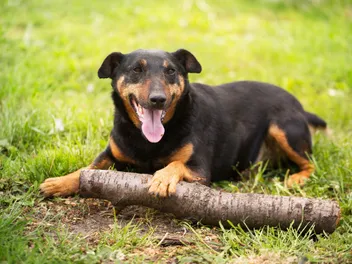 20 Rare Small Dog Breeds (With Info & Pictures)