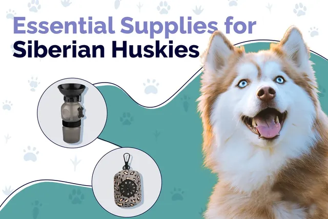 23 Essential Siberian Husky Supplies to Get You Started: 2026 Update