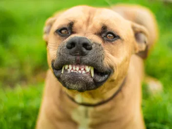 Why Are My Dog’s Teeth Crooked? Vet-Verified Causes & Misalignment Fixes