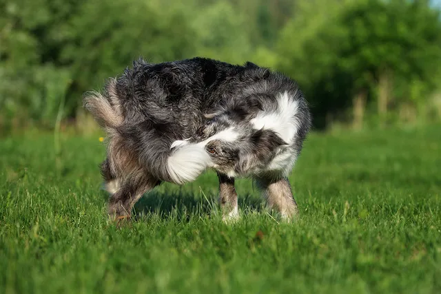 7 Weird Dog Habits: Vet-Verified Behavior Explained
