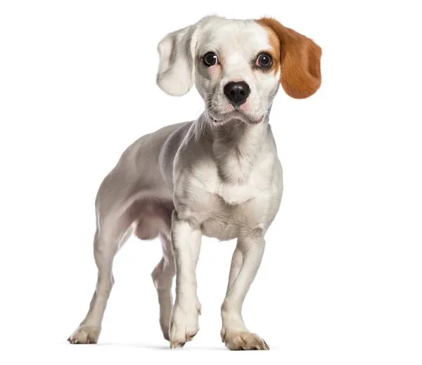 young cavajack dog