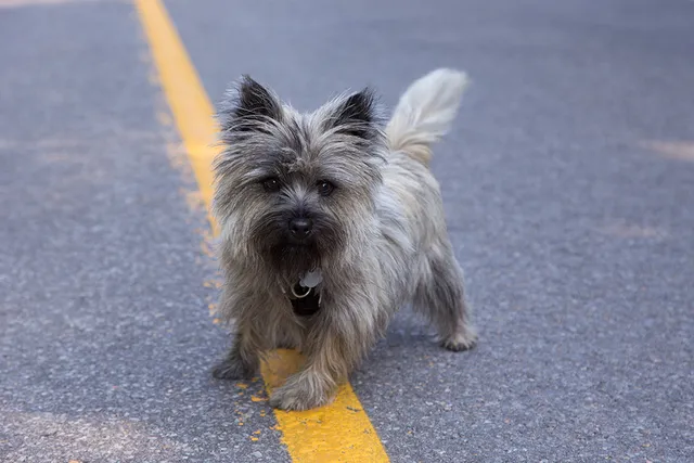 Wheaten Cairn Terrier Dog Breed: Info, Pictures, Care, & Facts