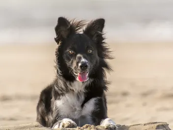 Is Virginia Beach Dog Friendly? On & Off-Seasons Policies