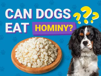Can Dogs Eat Hominy? Vet-Verified Facts & FAQ