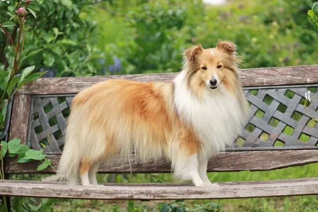 Shetland Sheepdog (Sheltie) Breed: Info, Pictures, Traits & More