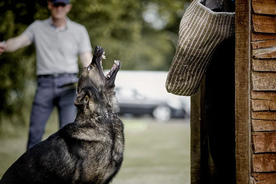 Schutzhund German shepherd dog barking