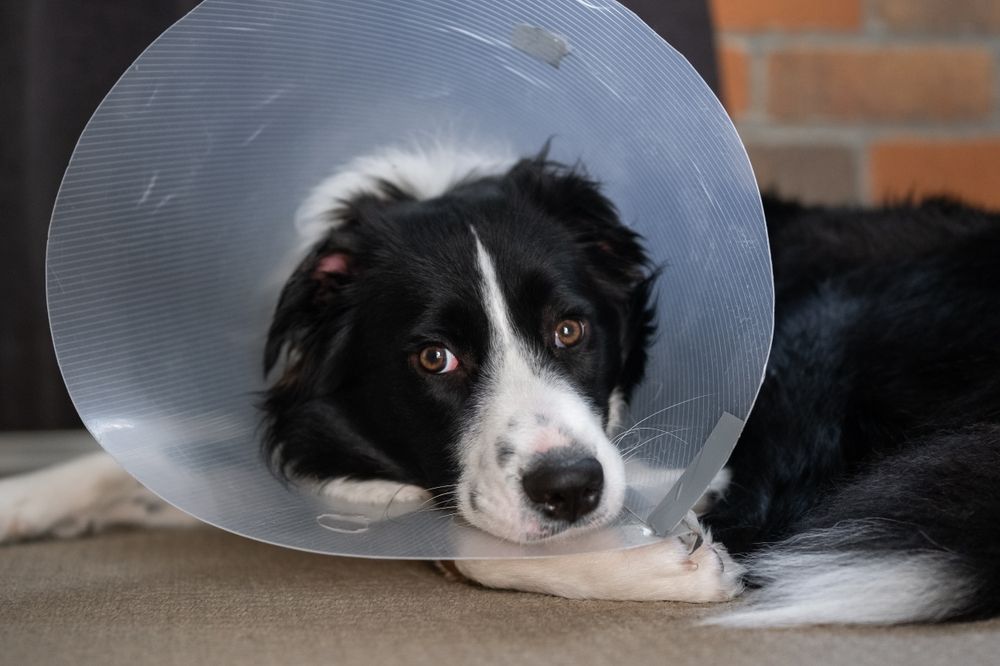 border-collie-wearing-elizabethan-collar-cone