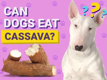 Can Dogs Eat Cassava? Vet Reviewed Nutrition Facts