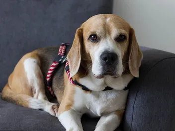 Are Beagles Smart? Facts & Training Tips