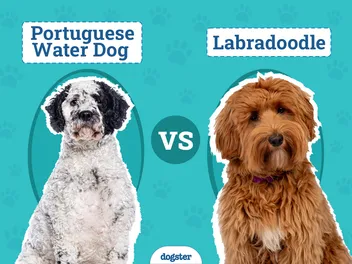 Portuguese Water Dog vs Labradoodle: Key Differences (With Pictures)
