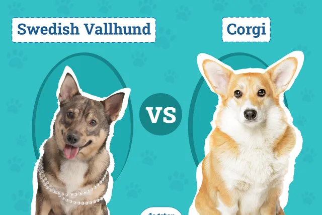 Swedish Vallhund vs Corgi: Main Differences (With Pictures)