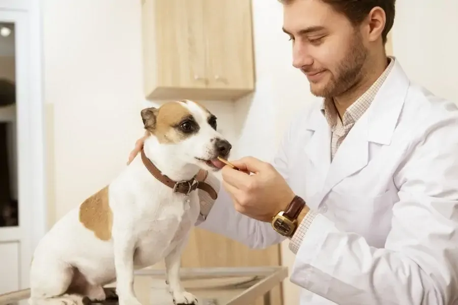 Dog check up