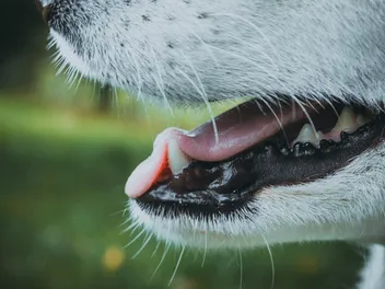 11 Best Dog Foods for Dental Issues in 2026 - Reviews & Top Picks