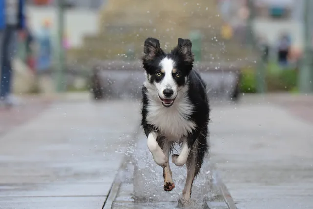 How Fast Are Border Collies? Vet-Reviewed Speed Comparison & FAQs