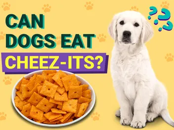 Can Dogs Eat Cheez-Its? Vet Approved Facts & FAQ