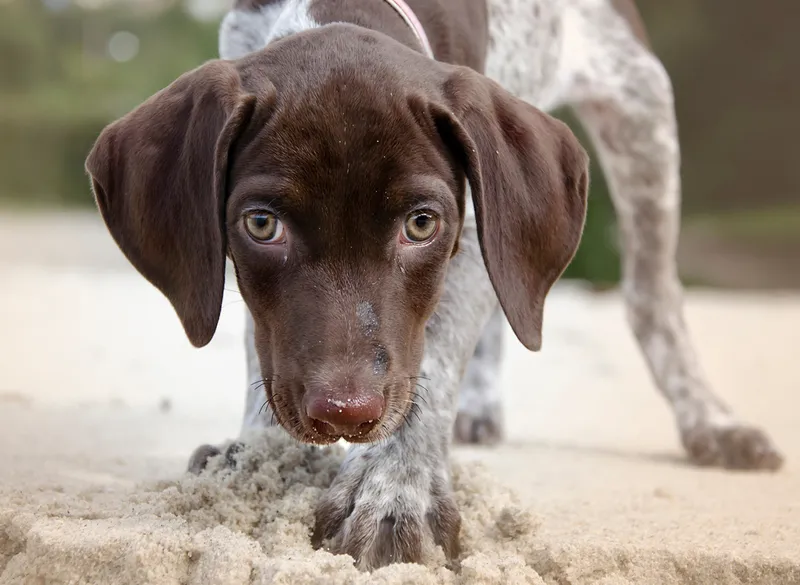 German Shorthaired Pointer puppy