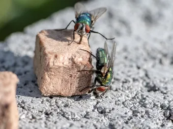 How to Keep Flies Away From Dog Food - 10 Great Ideas
